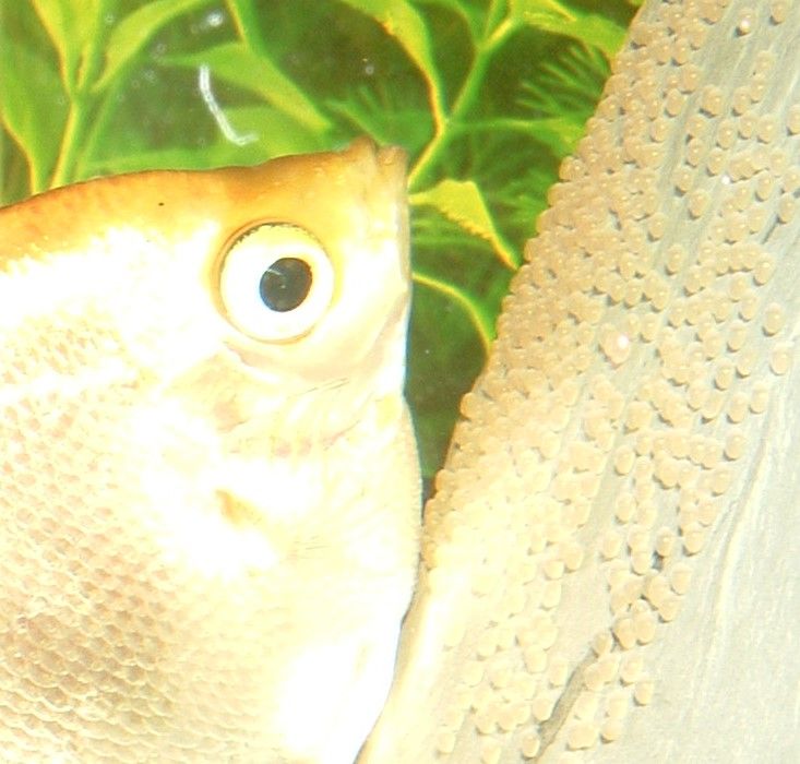 DSCF0002a.jpg