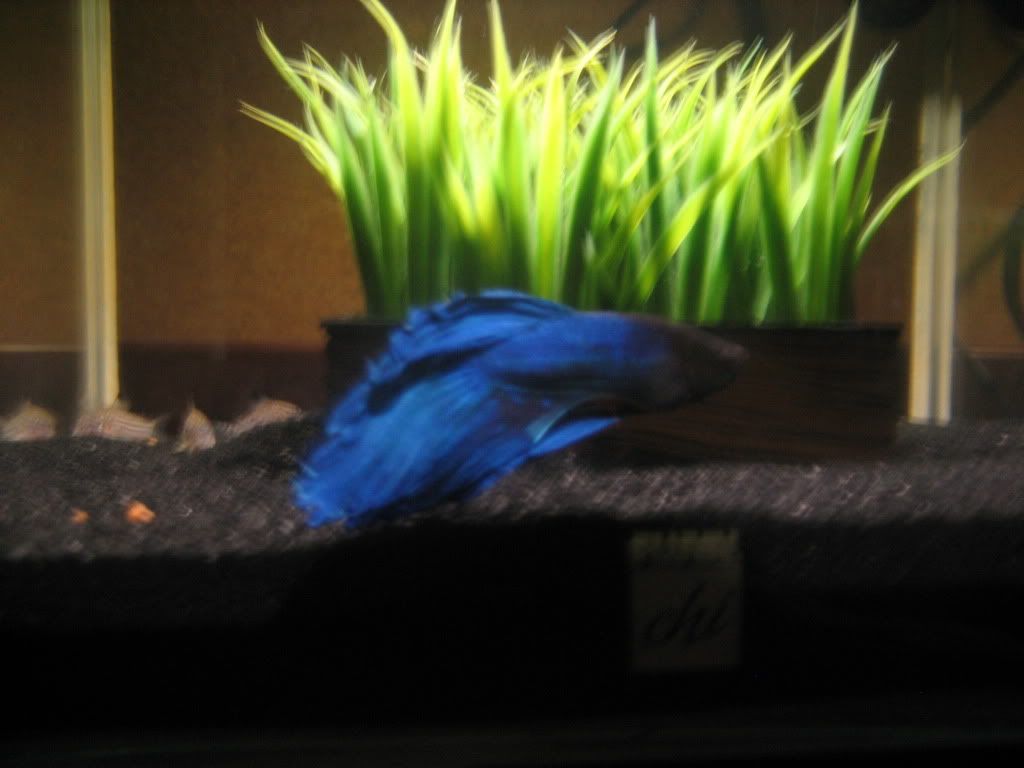 fish044.jpg