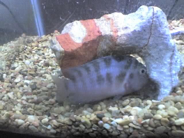seansfish.jpg