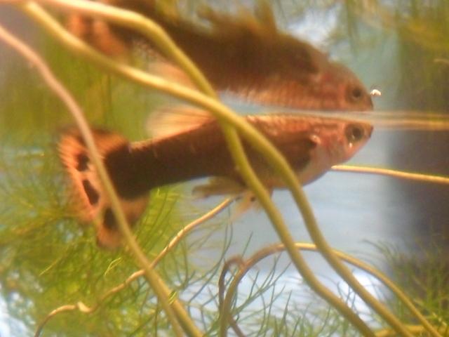 2435_guppy3.jpg