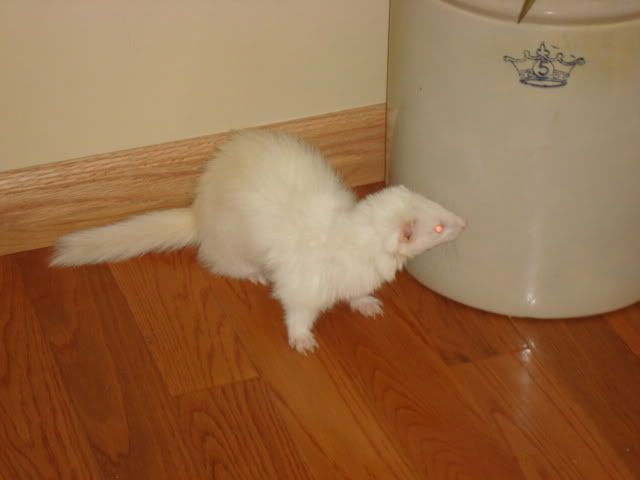 ferrets033-1.jpg
