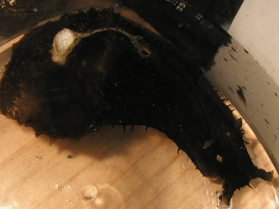 black_seahare1.png