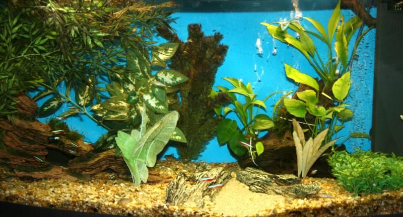 fishthings074.jpg