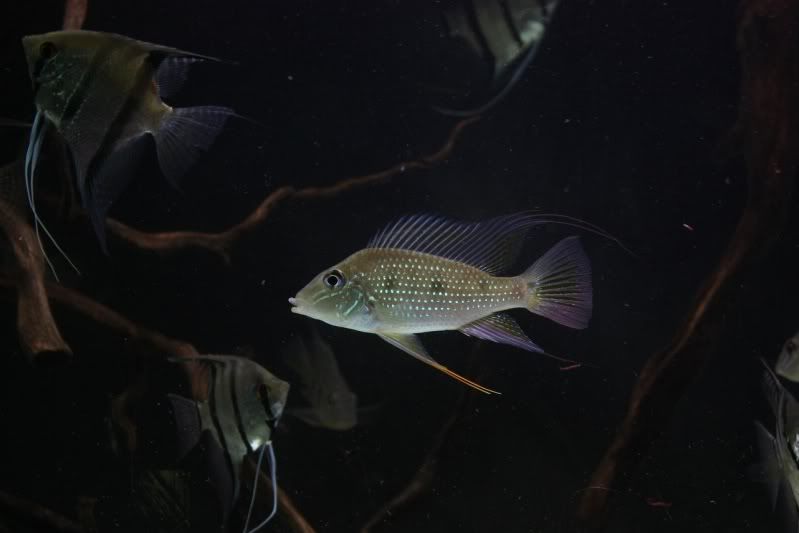 fish5.jpg