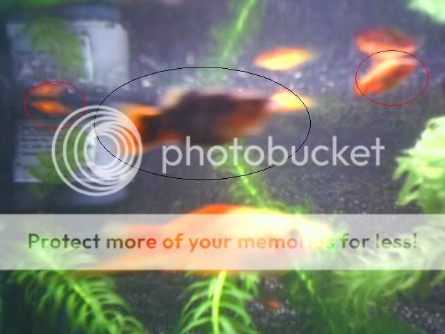 Identification-FryandDad.jpg