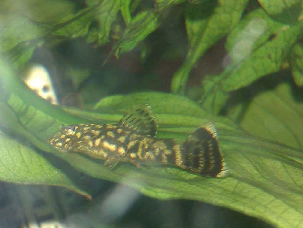 Goldcolouronleaf.jpg