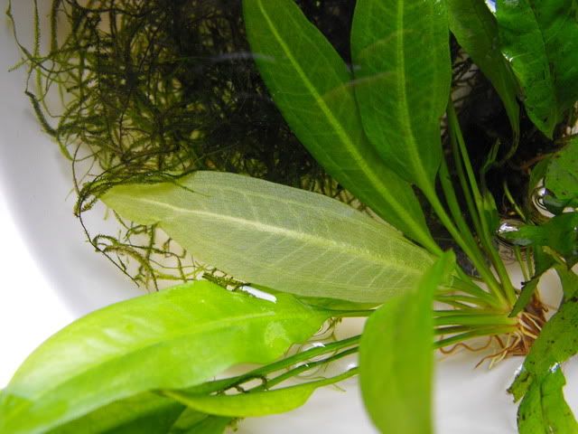 2010_0605anubias0006.jpg