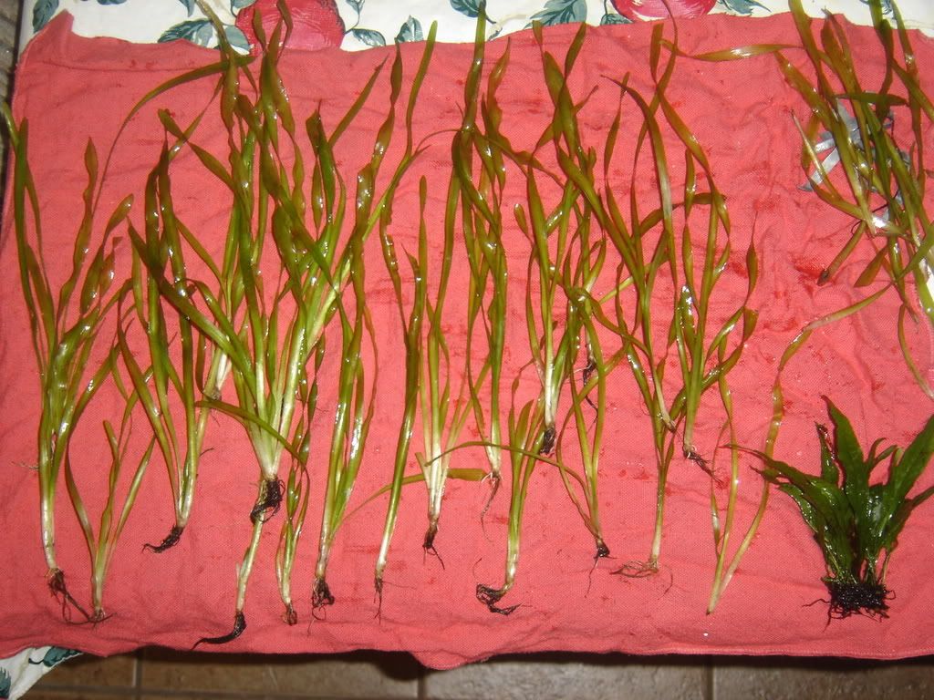 progessof20gallon012.jpg