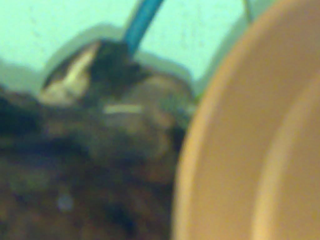 Plec1.jpg