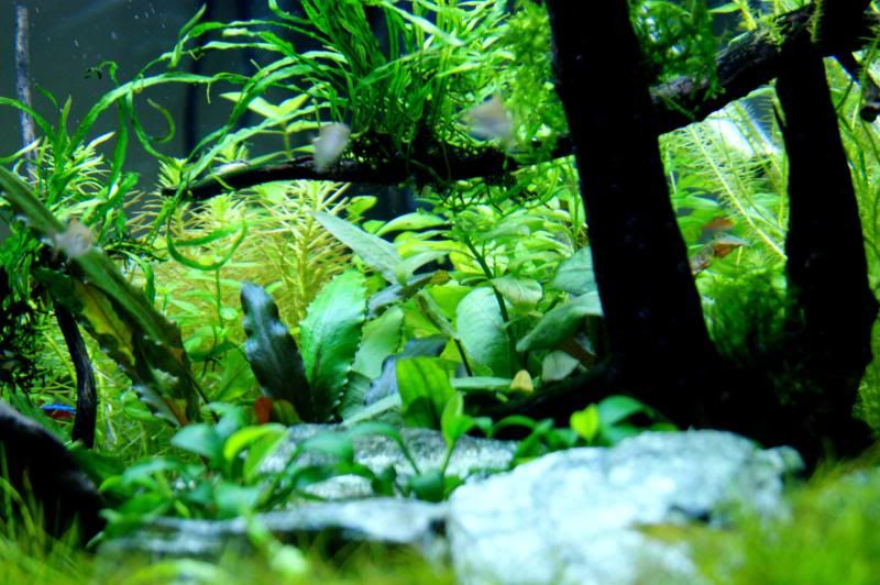 shrimp8.jpg