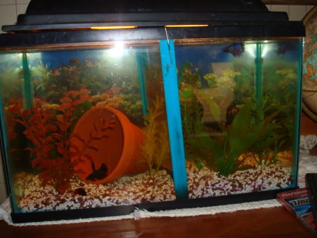fishies1019.jpg