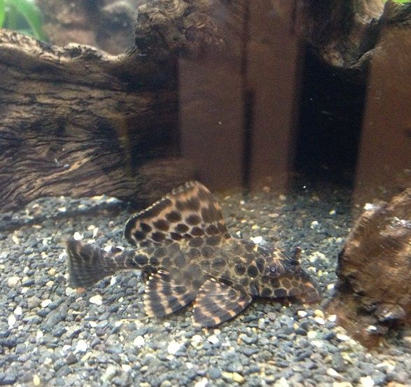 SailFinPlecostomus_zpsd5be7c47.jpg