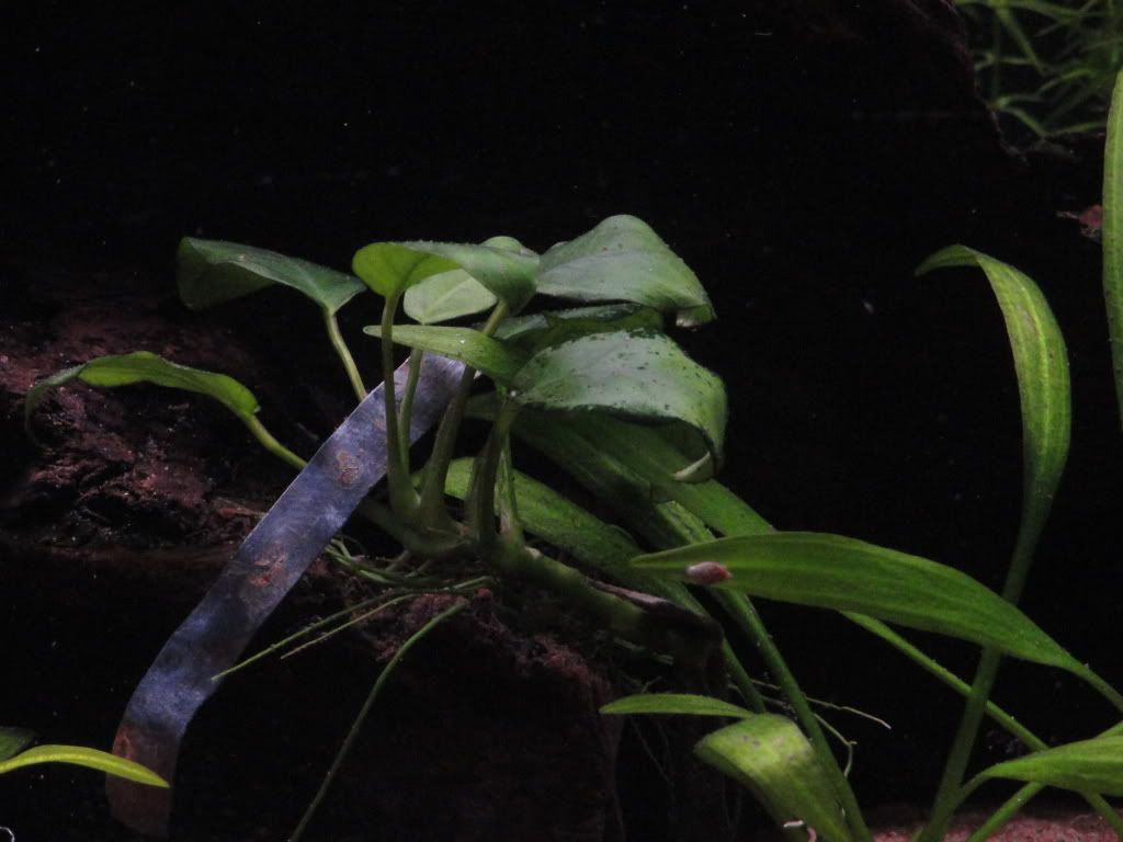 Fish024.jpg