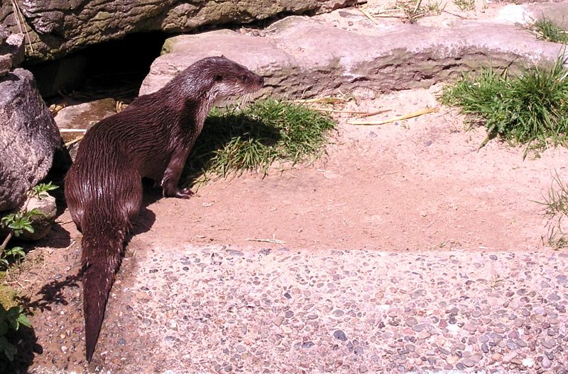 otter_2.jpg