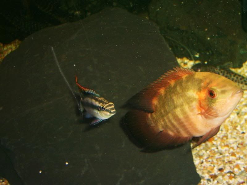newoakwoodtanklook049.jpg