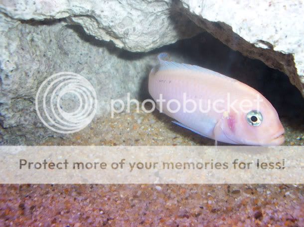 mbuna9.jpg