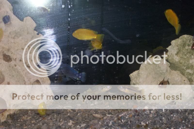newfish003.jpg