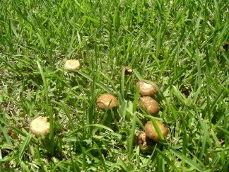 toadstools.jpg
