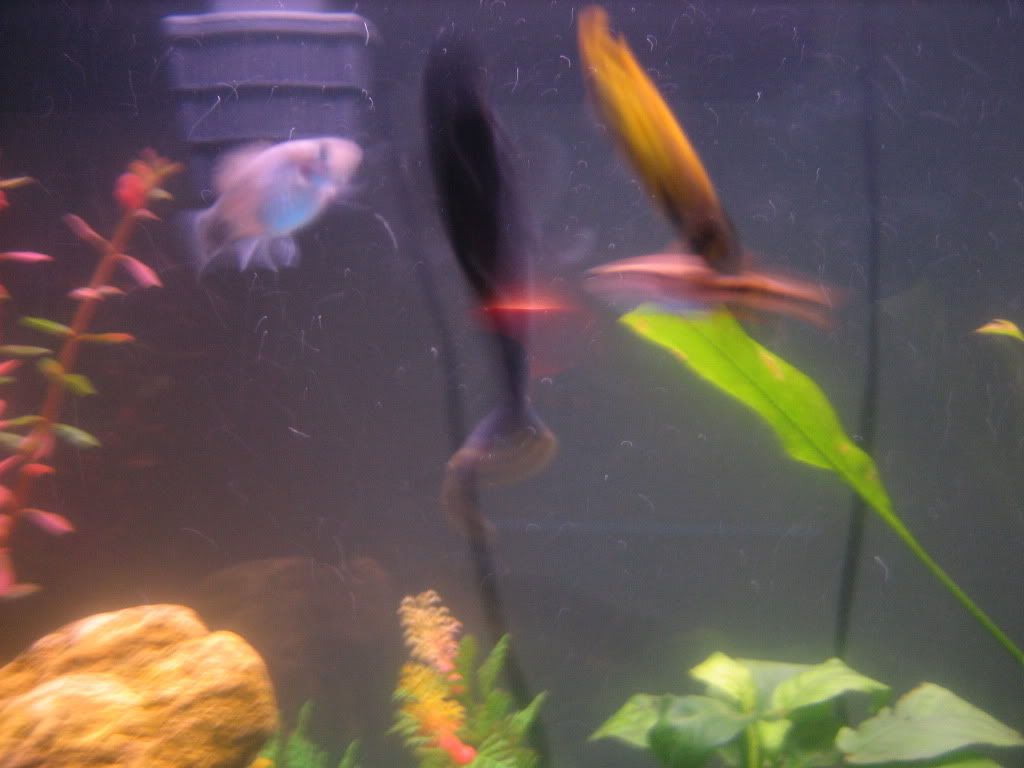 fish026.jpg