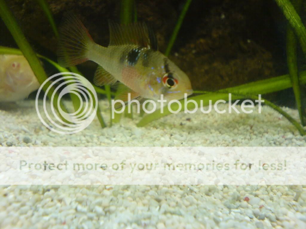 colourfish3.jpg