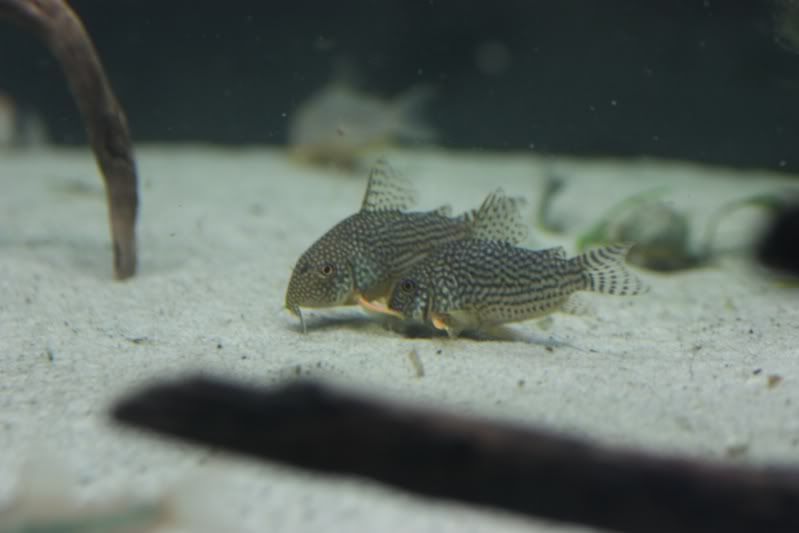 fish11.jpg