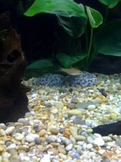 fish2.jpg