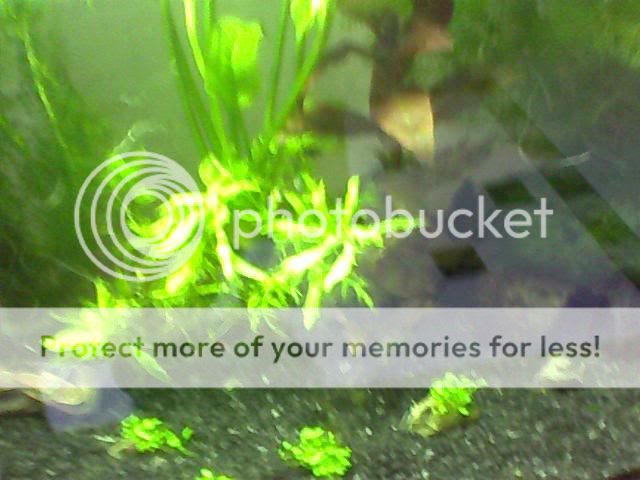 Image_00064.jpg