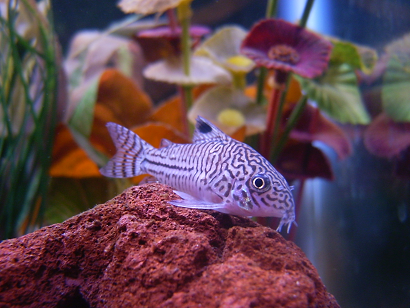 Corydoras9.png