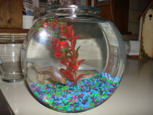 bettas2012.jpg