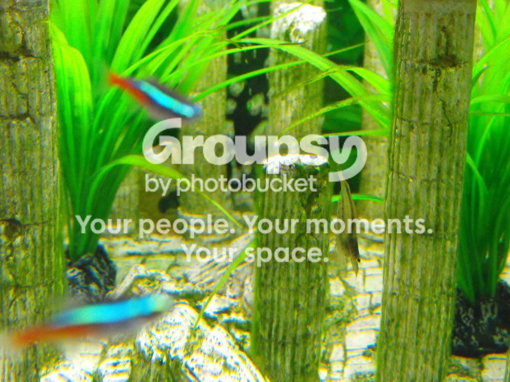 2009_0123shrimp0004.jpg