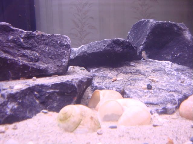 shelliebiotope004.jpg