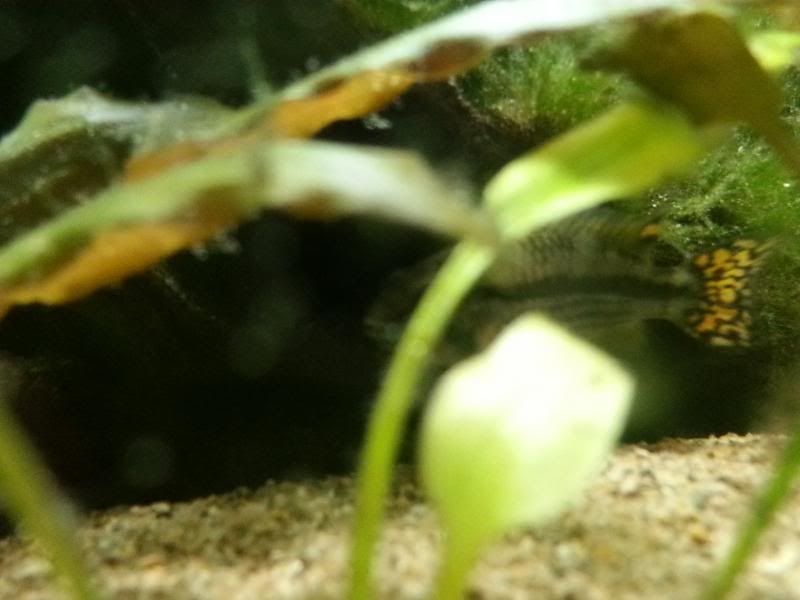 2013-06-26155954_zpsa2849583.jpg
