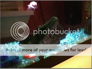 goldfish2.jpg