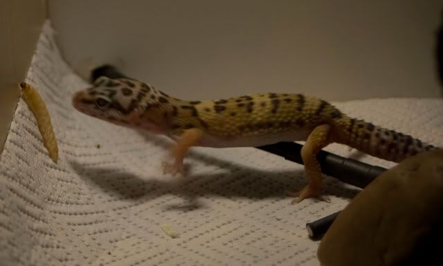 Gecko02.jpg