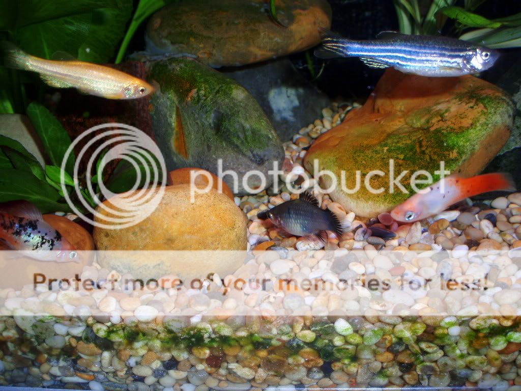 jackfish004.jpg