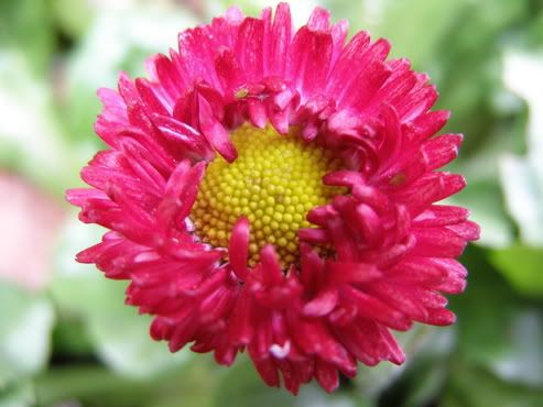bellis.jpg