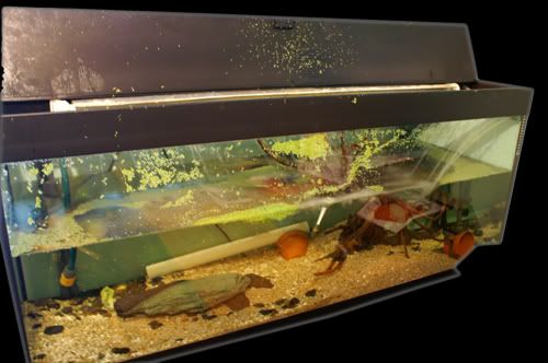 Stage1EmptyingTank.jpg