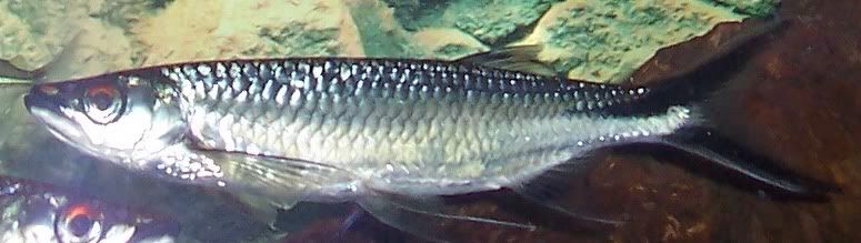 fish090.jpg