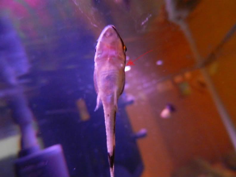 DSCN2839sickoto-1.jpg