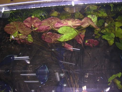 DSCN3231.jpg
