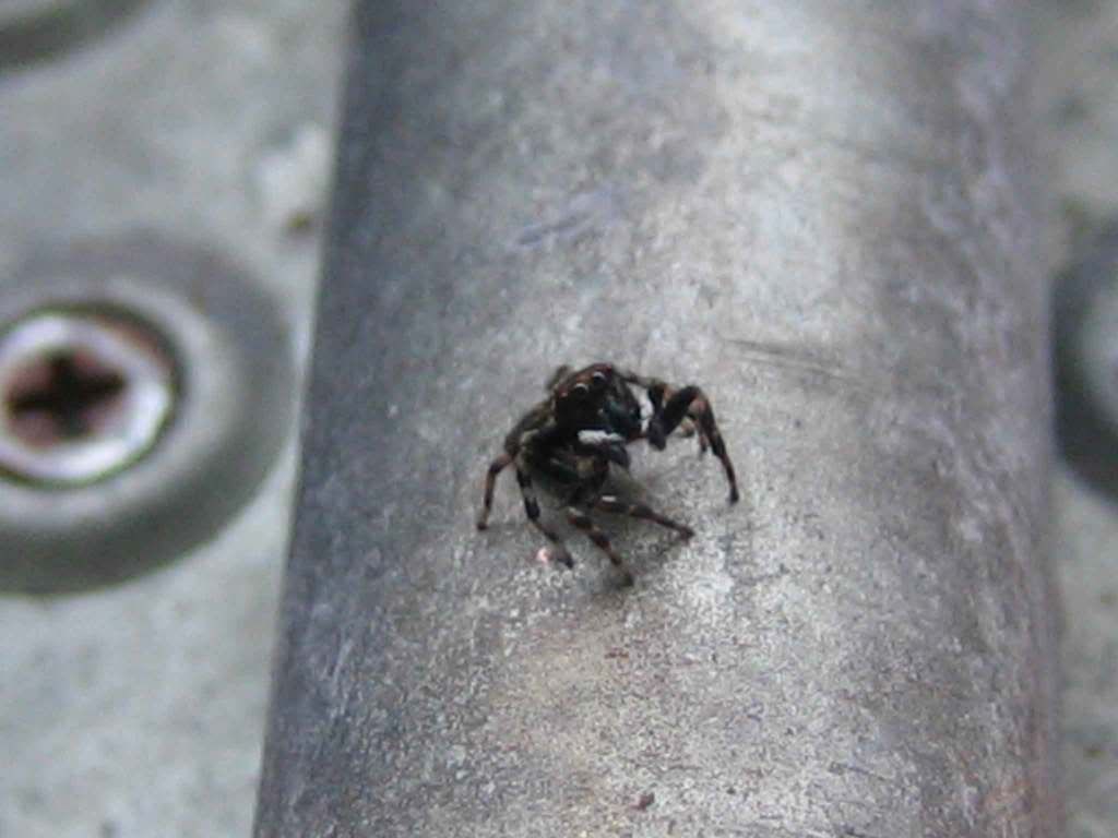 spiders-034web.jpg