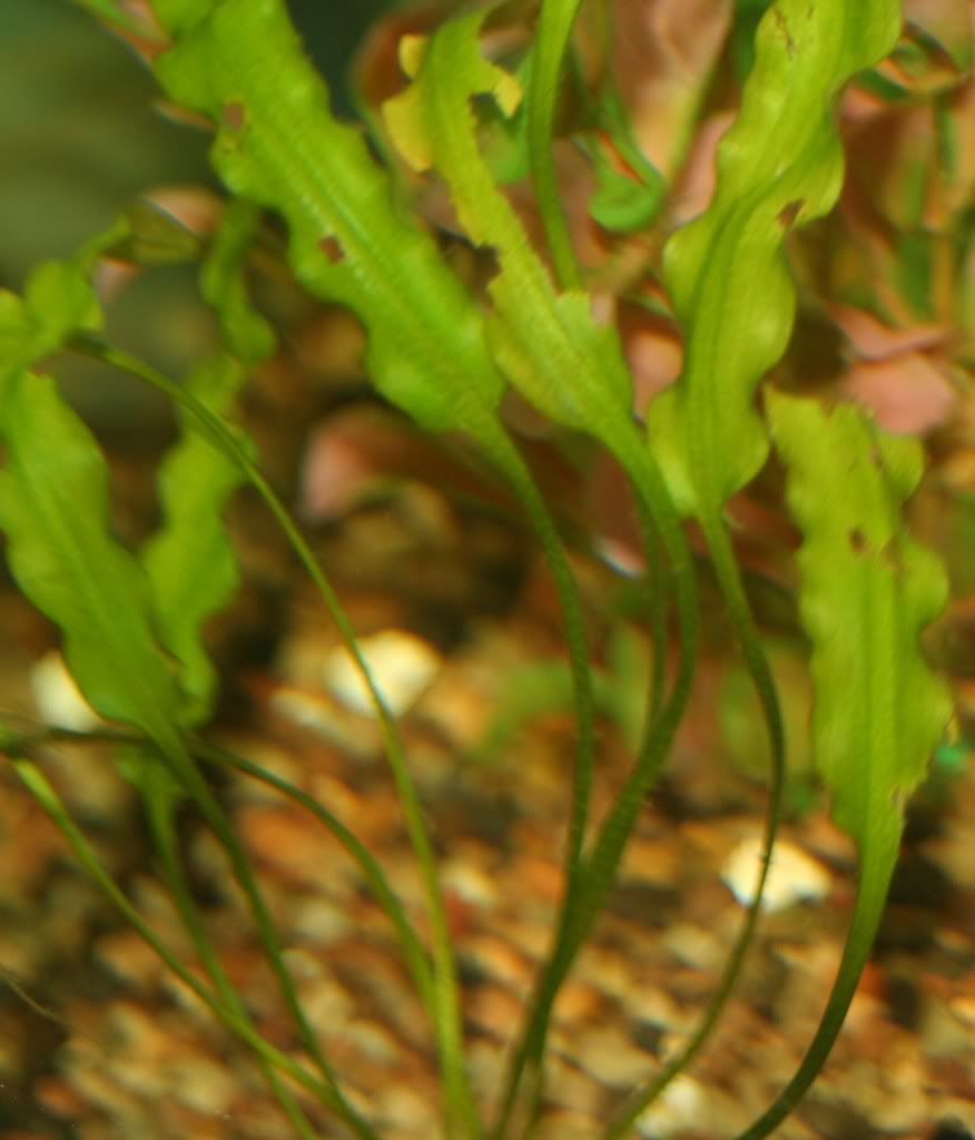 HoleyPlant.jpg