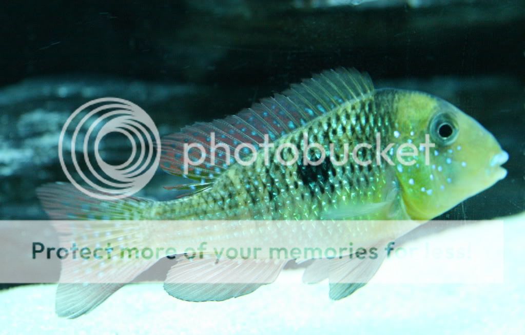 GnspTacuarembo_022609_02.jpg