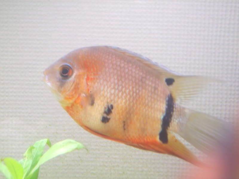 DSCF1858.jpg