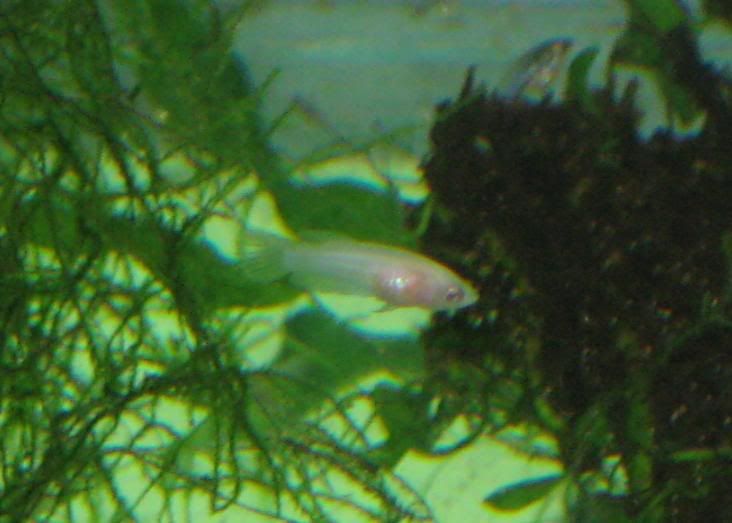 Fish172.jpg