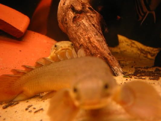 Bichirs.jpg