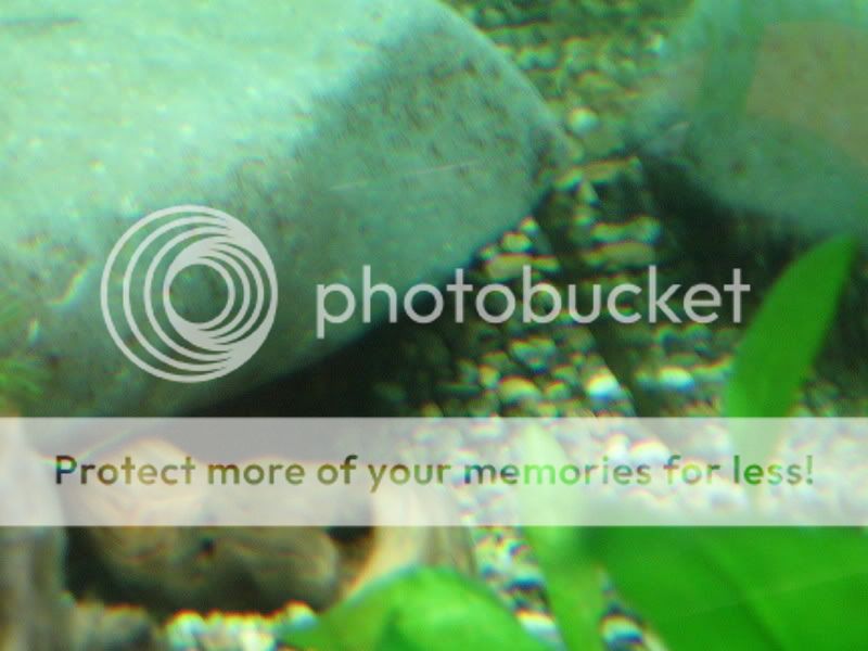 PictureorVideo451.jpg