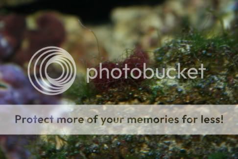 RedAlgae.jpg