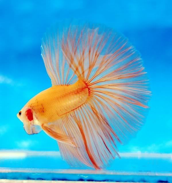 aquafiesta214.jpg