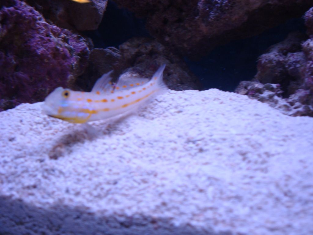 DSC02604.jpg